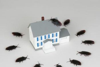 House Model With Cockroach — Louisiana — DA Exterminating