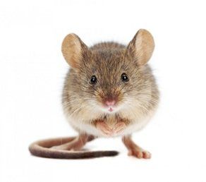 Small Rat Standing — Louisiana — DA Exterminating