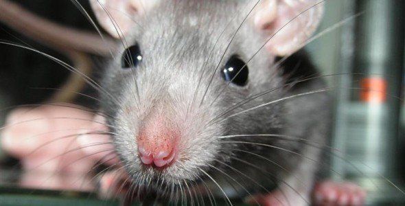 Close Up Photo Of A Rodent — Louisiana — DA Exterminating