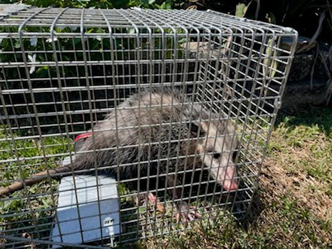 Possum Trapping & Removal Services 