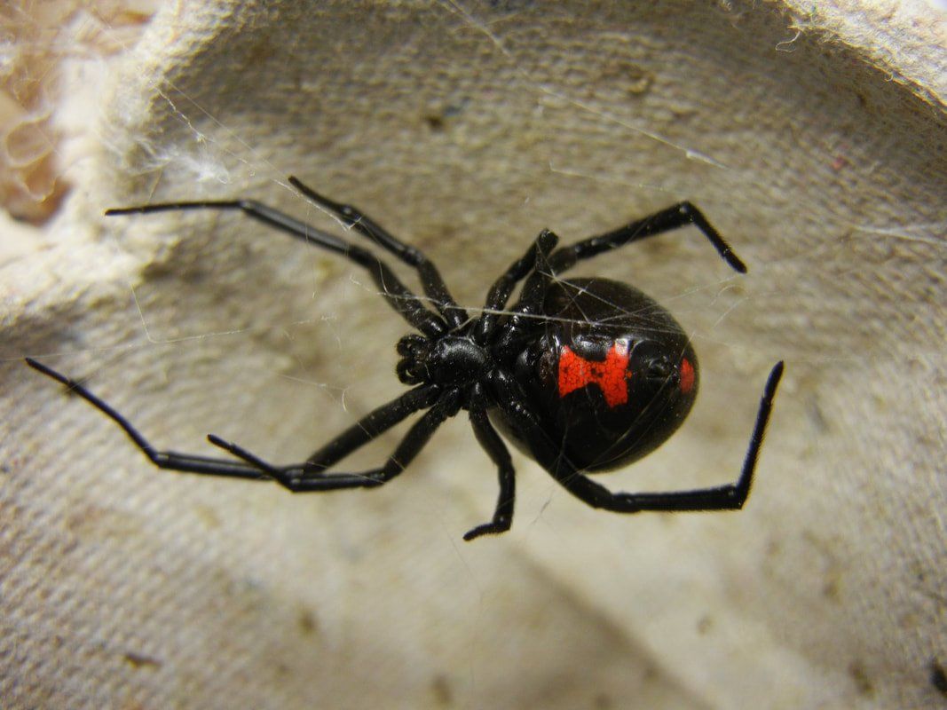 Black and Brown Widow Spiders