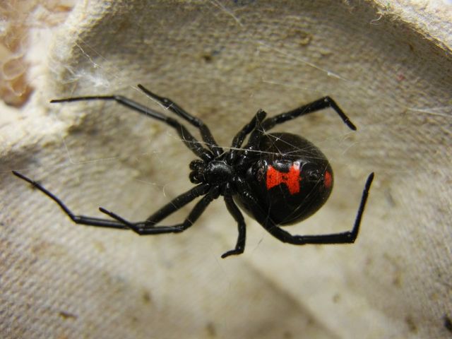 Get Rid of Black Widow Spiders with Bug-A-Way – Bug-A-Way