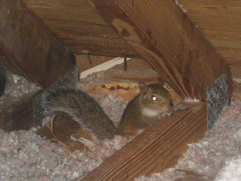 Two Squirrels in the Attic — Louisiana — DA Exterminating
