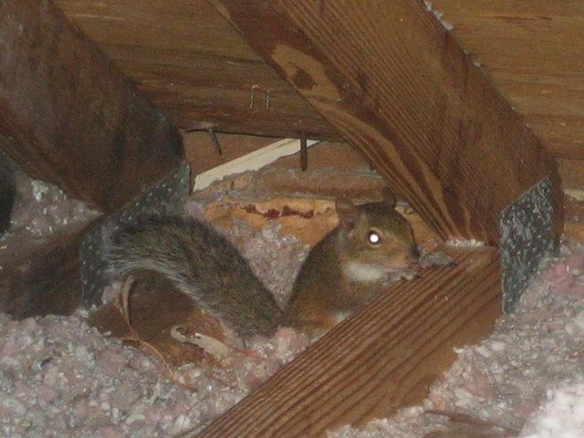 How to get rid of Squirrels in your attic the RIGHT way. 