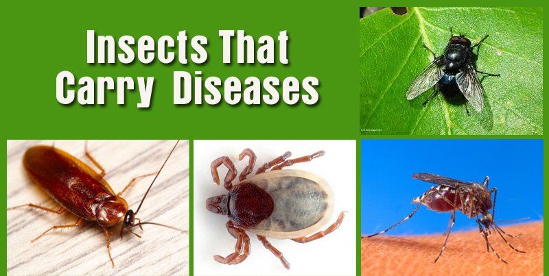 Insects That Carry Diseases — Louisiana — DA Exterminating