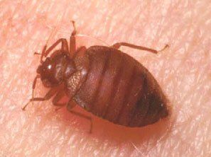 Bed Bugs — Louisiana — DA Exterminating