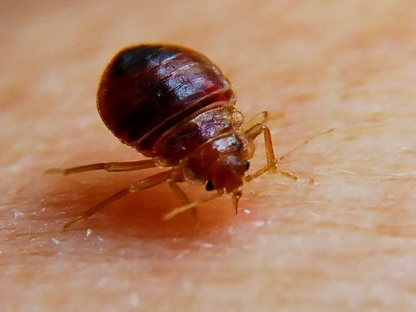 Bed Bug Bite — Louisiana — DA Exterminating