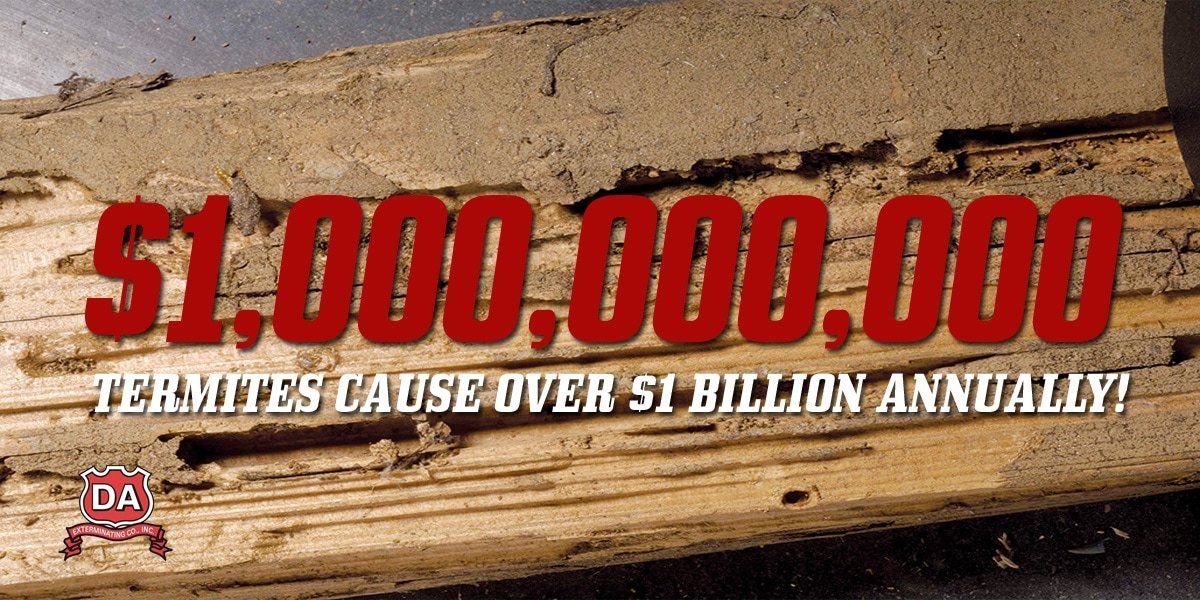 Termites Hiding On The Wood — Louisiana — DA Exterminating