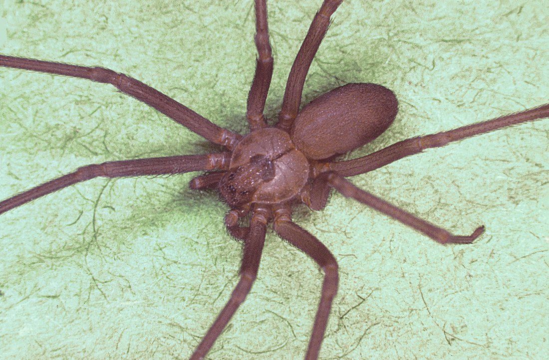 Brown Spider — Louisiana — DA Exterminating