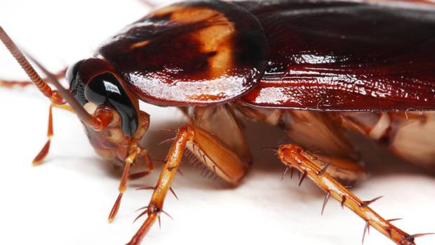 Cockroach — Louisiana — DA Exterminating
