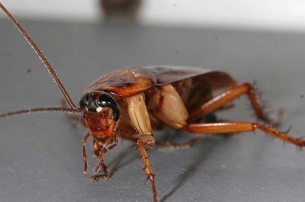 Macro Cockroach — Louisiana — DA Exterminating