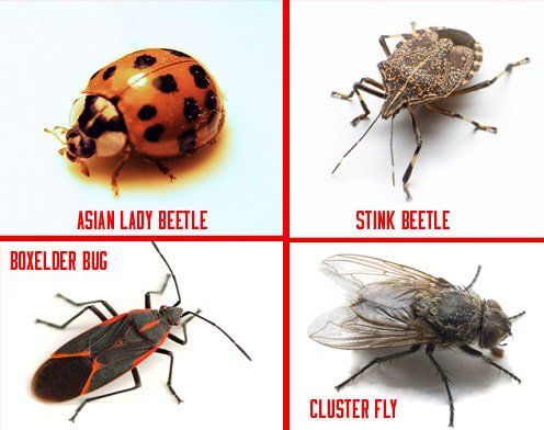 Types Of Insects  — Louisiana — DA Exterminating