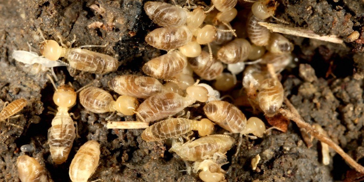 Termites On An Old Wood — Louisiana — DA Exterminating