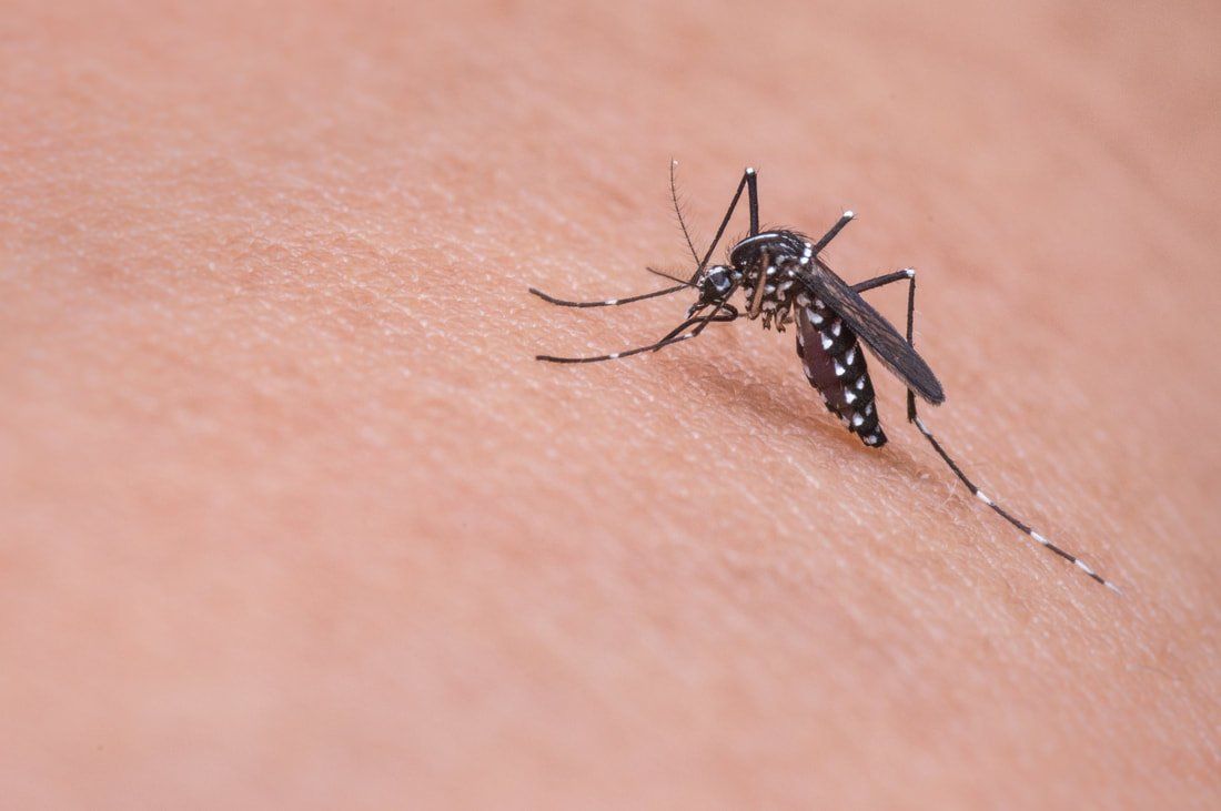 Mosquito Bite — Louisiana — DA Exterminating