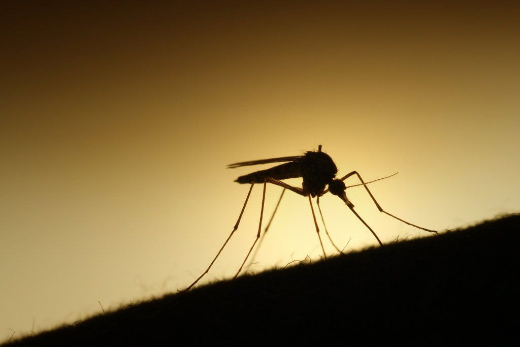 Mosquito Biting Human — Louisiana — DA Exterminating