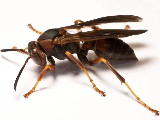 Paper Wasp — DA Exterminating — Louisiana