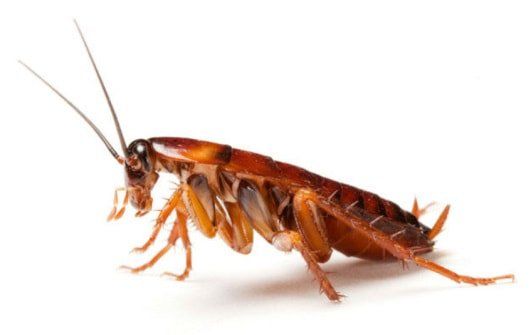 Close-Up Photo Of A Cockroach — Louisiana — DA Exterminating