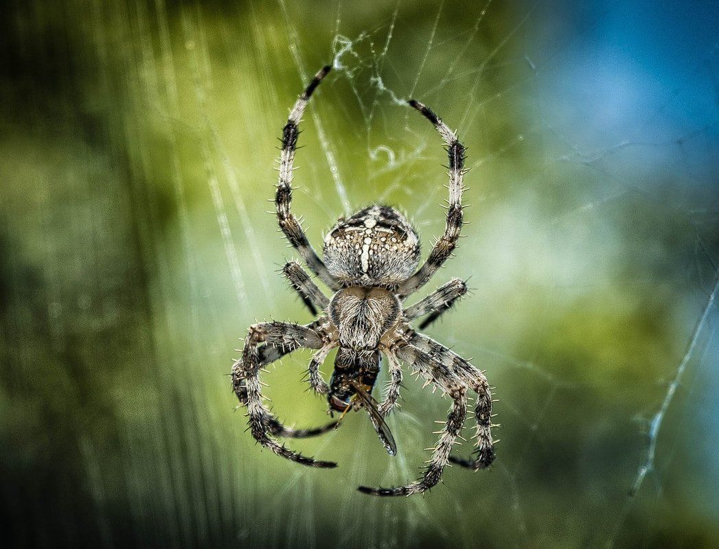 Spider on Web — Louisiana — DA Exterminating