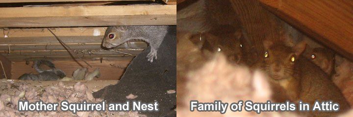 How to Get Rid of Squirrels in Attic