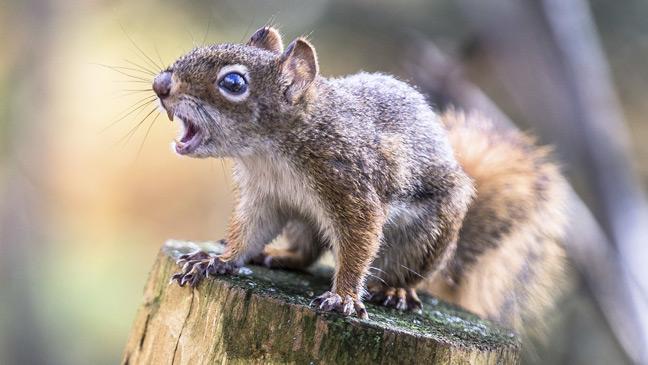Squirrel At The Tree — Louisiana — DA Exterminating