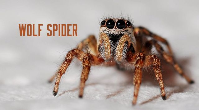 Are Jumping Spiders Poisonous? - Insectek Pest Solutions