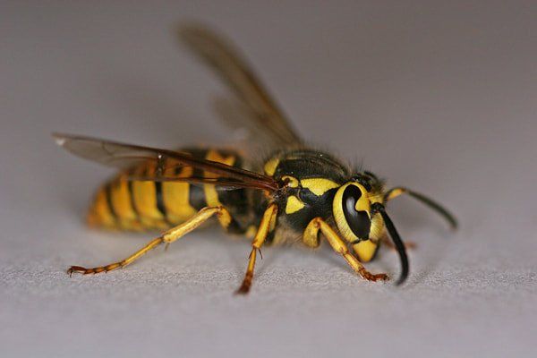 Yellow Jacket Wasp — Louisiana —  DA Exterminating