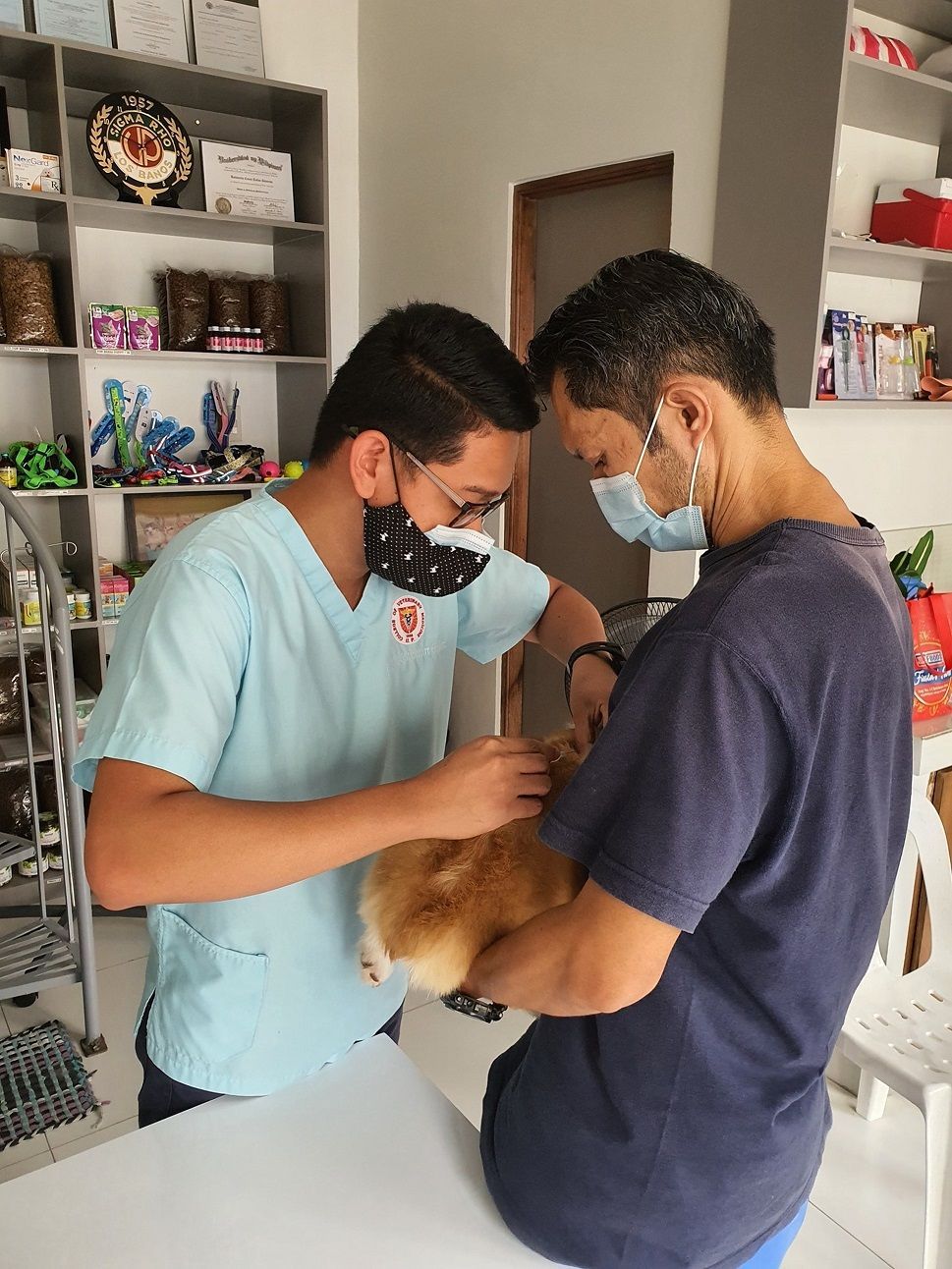 vet and pet owner work with corgi in animal clinic