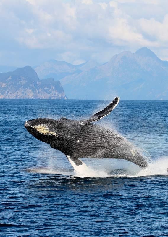 Humpback whale breaching from the ocean, water splashing, mountains in the background, under a cloudy sky.