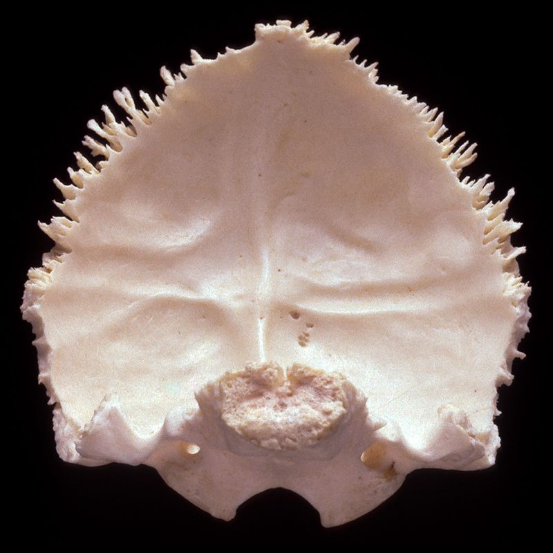 A close up of a skull with a black background