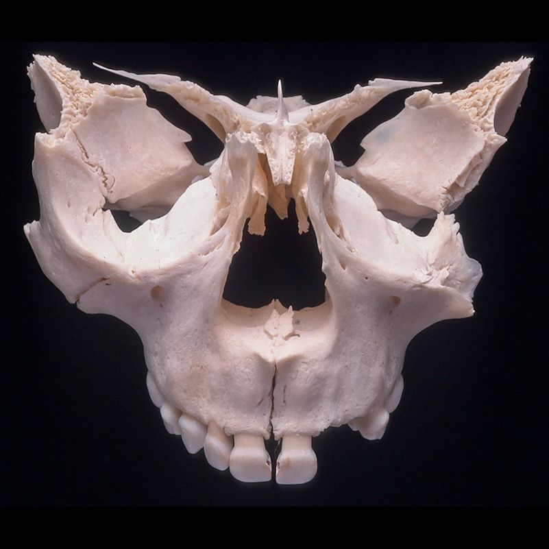 A close up of a skull with a black background