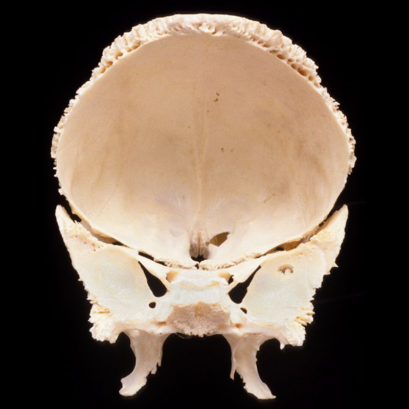 A close up of a human skull on a black background