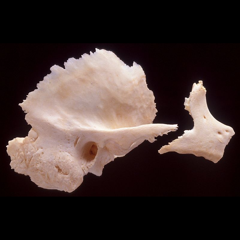 A close up of a skull on a black background