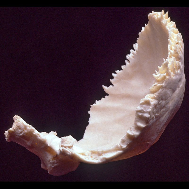A close up of a skull with a black background