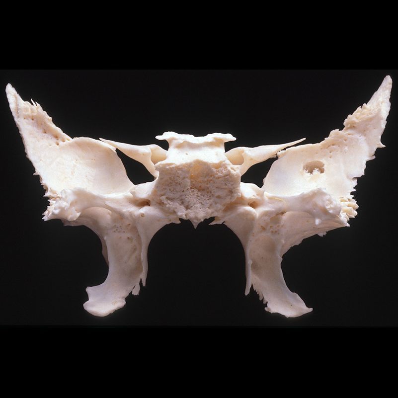 A close up of a skull on a black background