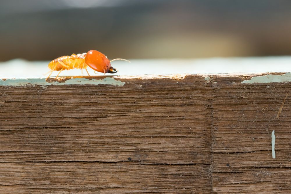 Close-up image of a termite in a wood