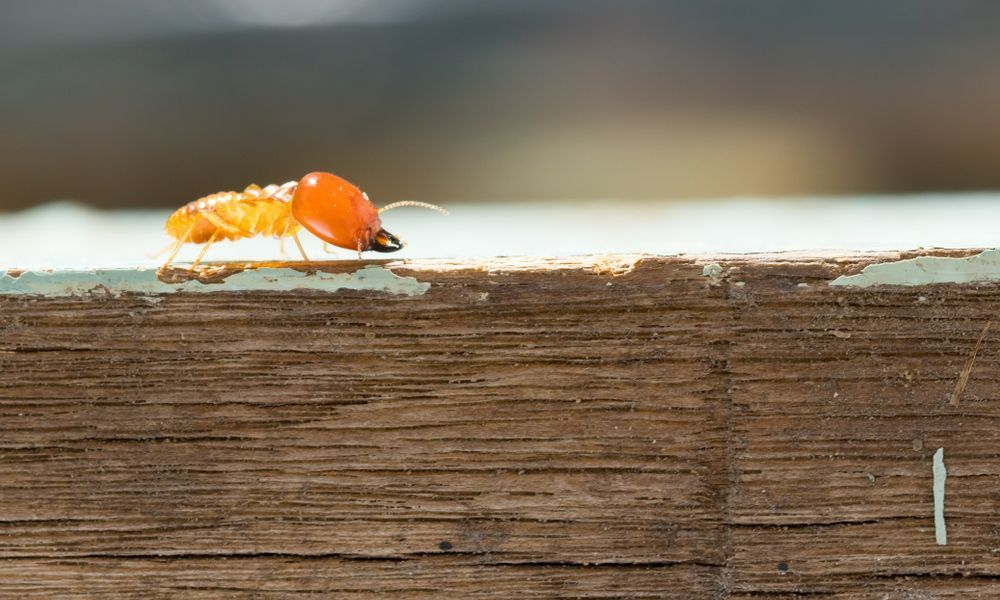 close up image of a termite in a wood