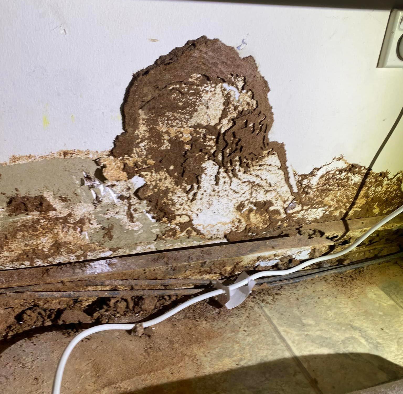 Sign Of Having Termite Mound On The Wall