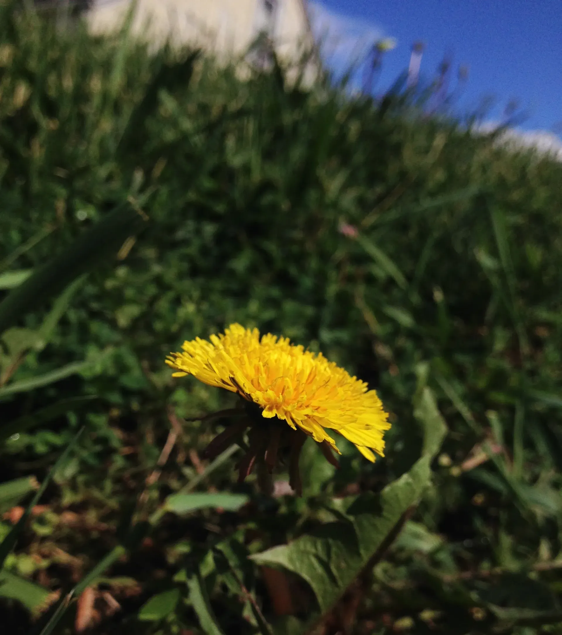 Yellow dandelion flower in focus, surrounded by green grass and a blurred blue sky.