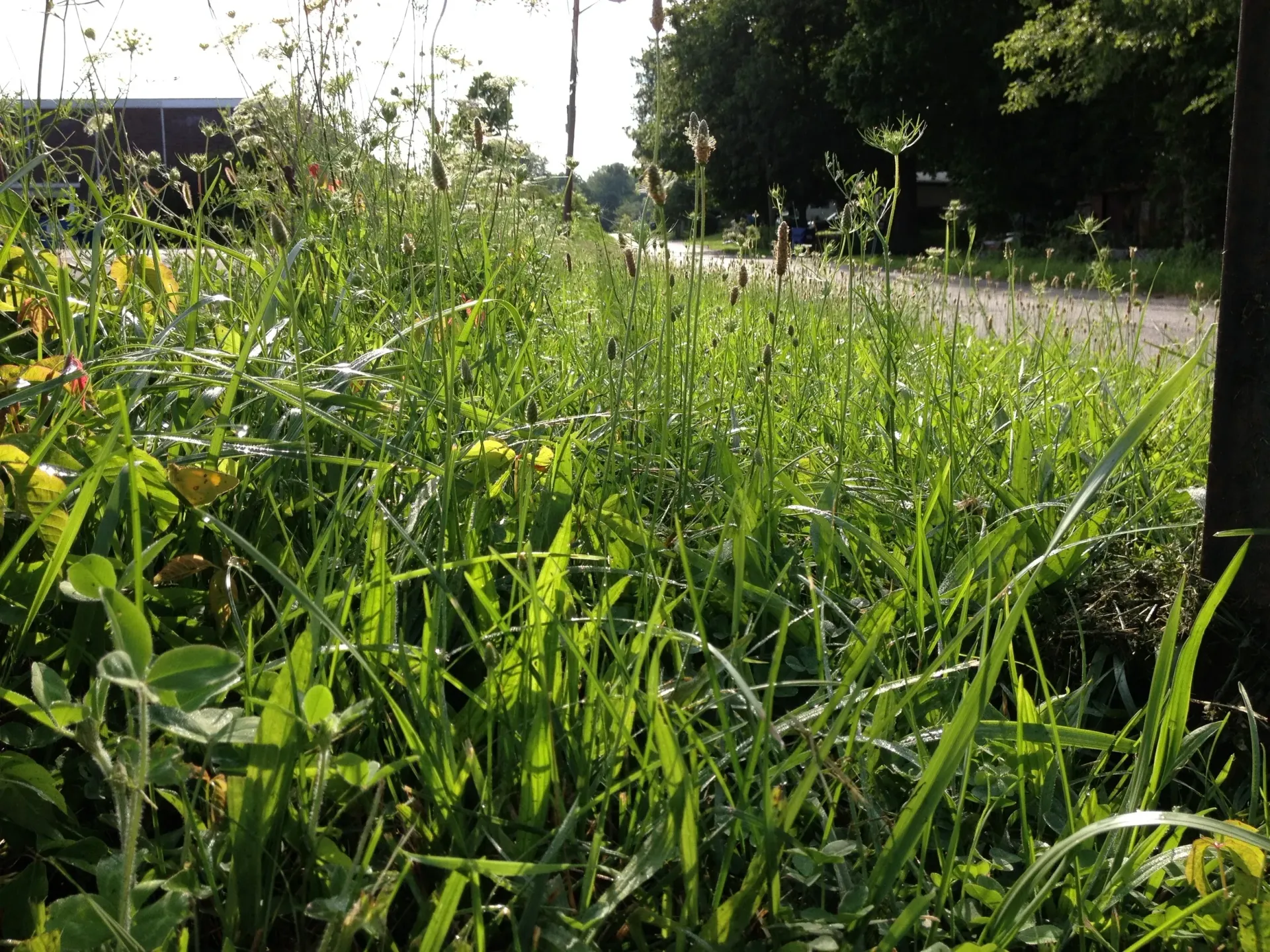 Lush green grass with dewdrops in a sunny roadside setting.