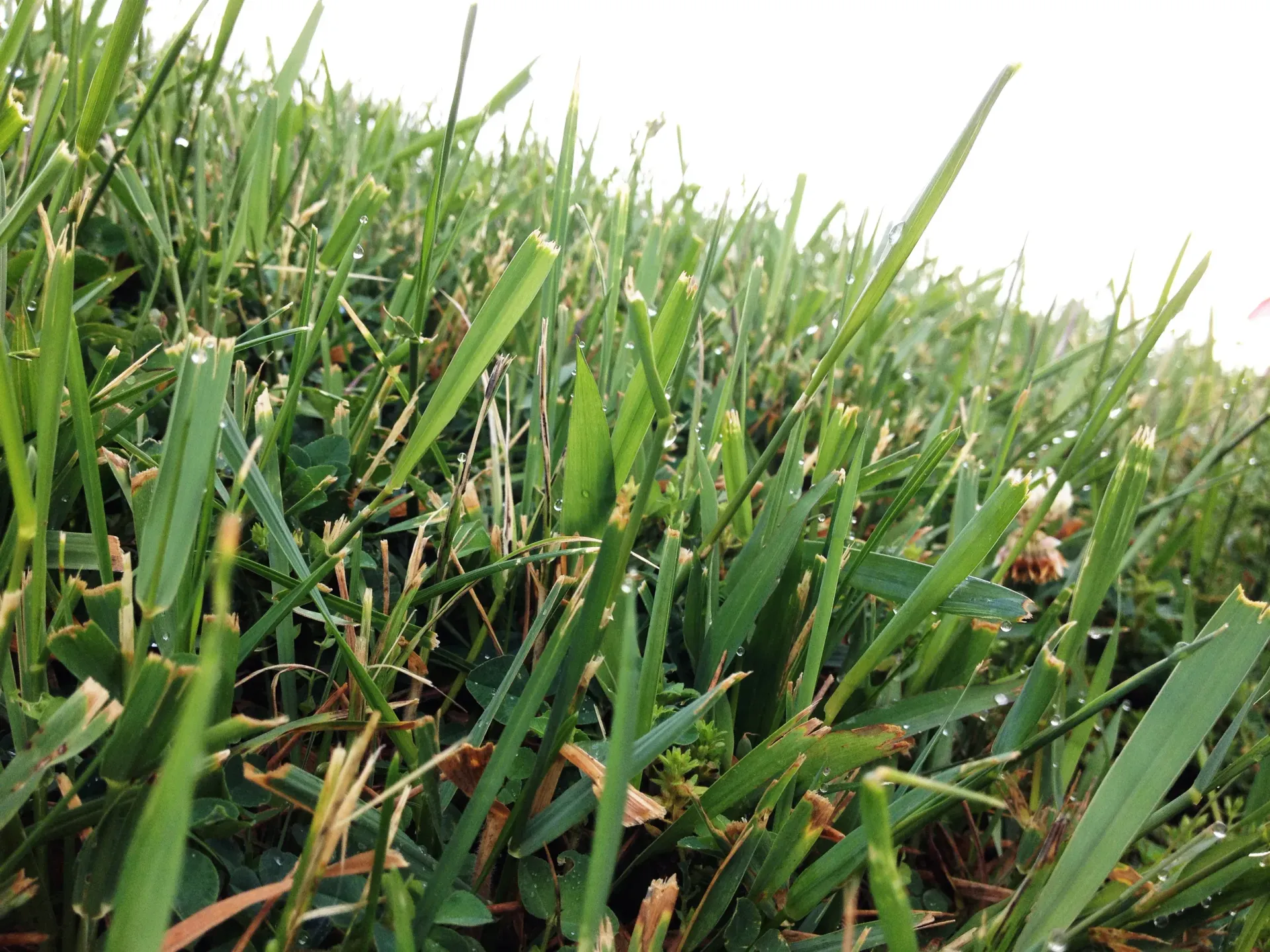 Close-up of green grass blades, some cut and some uncut, with a bright sky in the background.