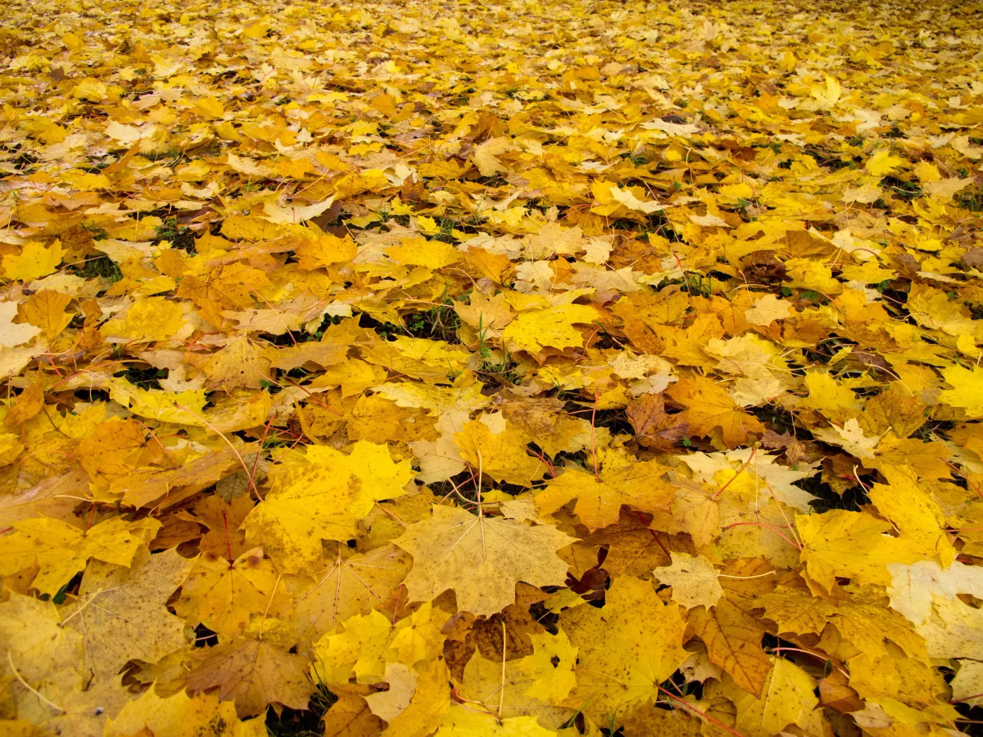 Yellow maple leaves blanket the ground, creating a vibrant autumn scene.