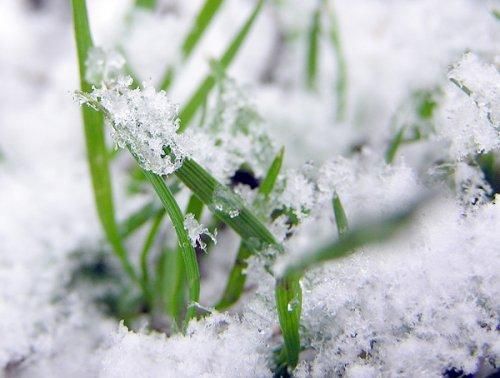 Green grass blades covered in white snow.