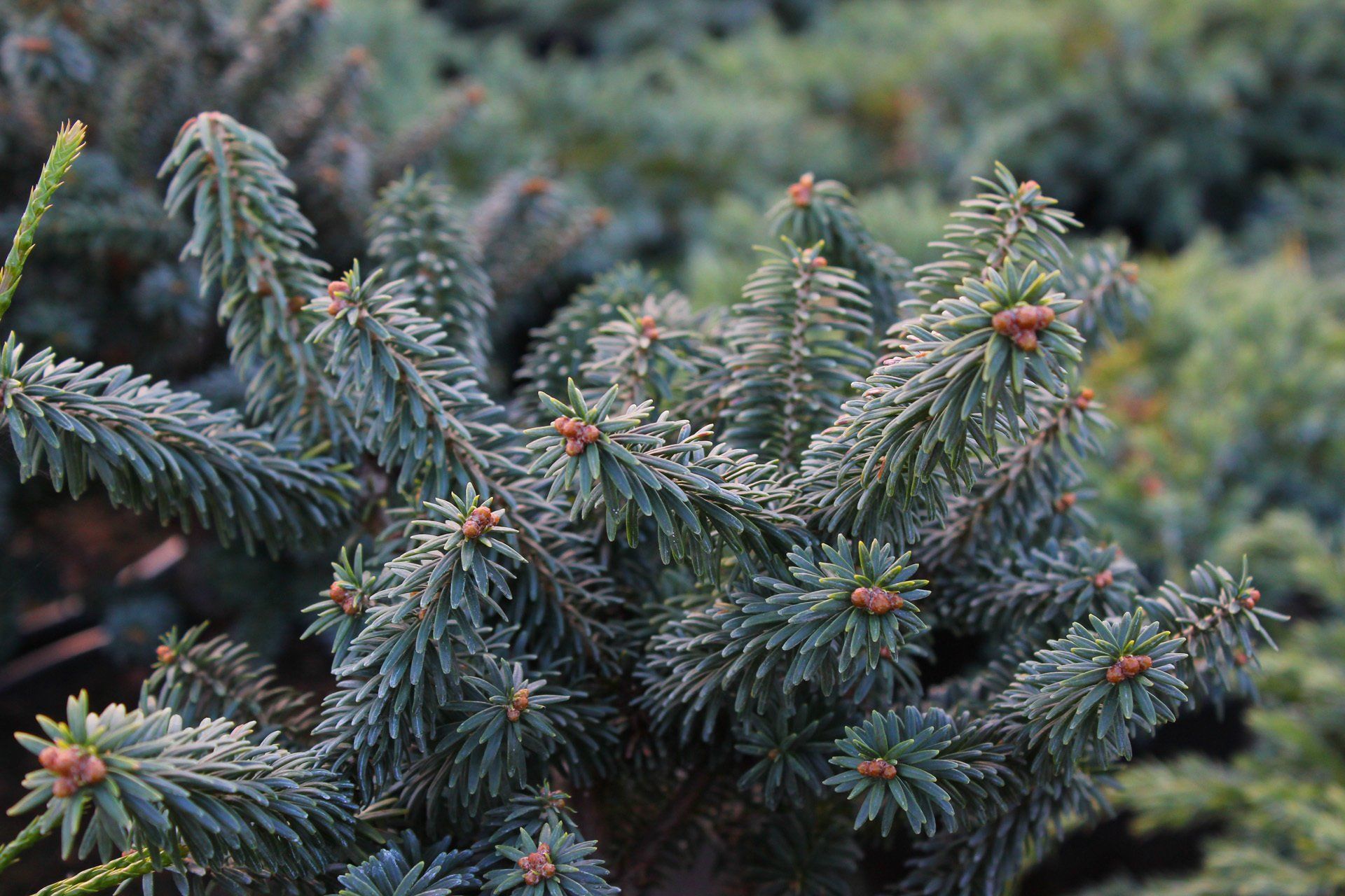 Abiesbalsamea Kiwi Balzama baltegle