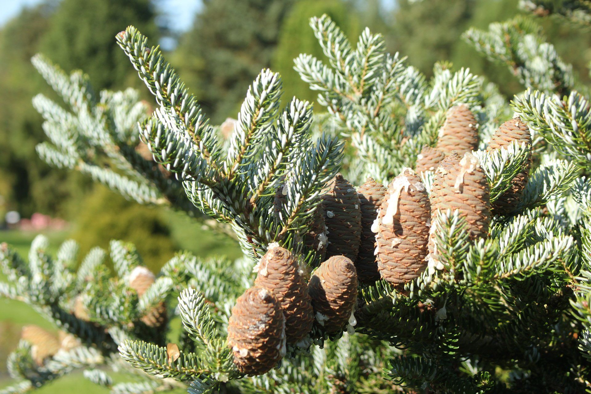 Abieskoreana Silberlocke Korejas baltegle