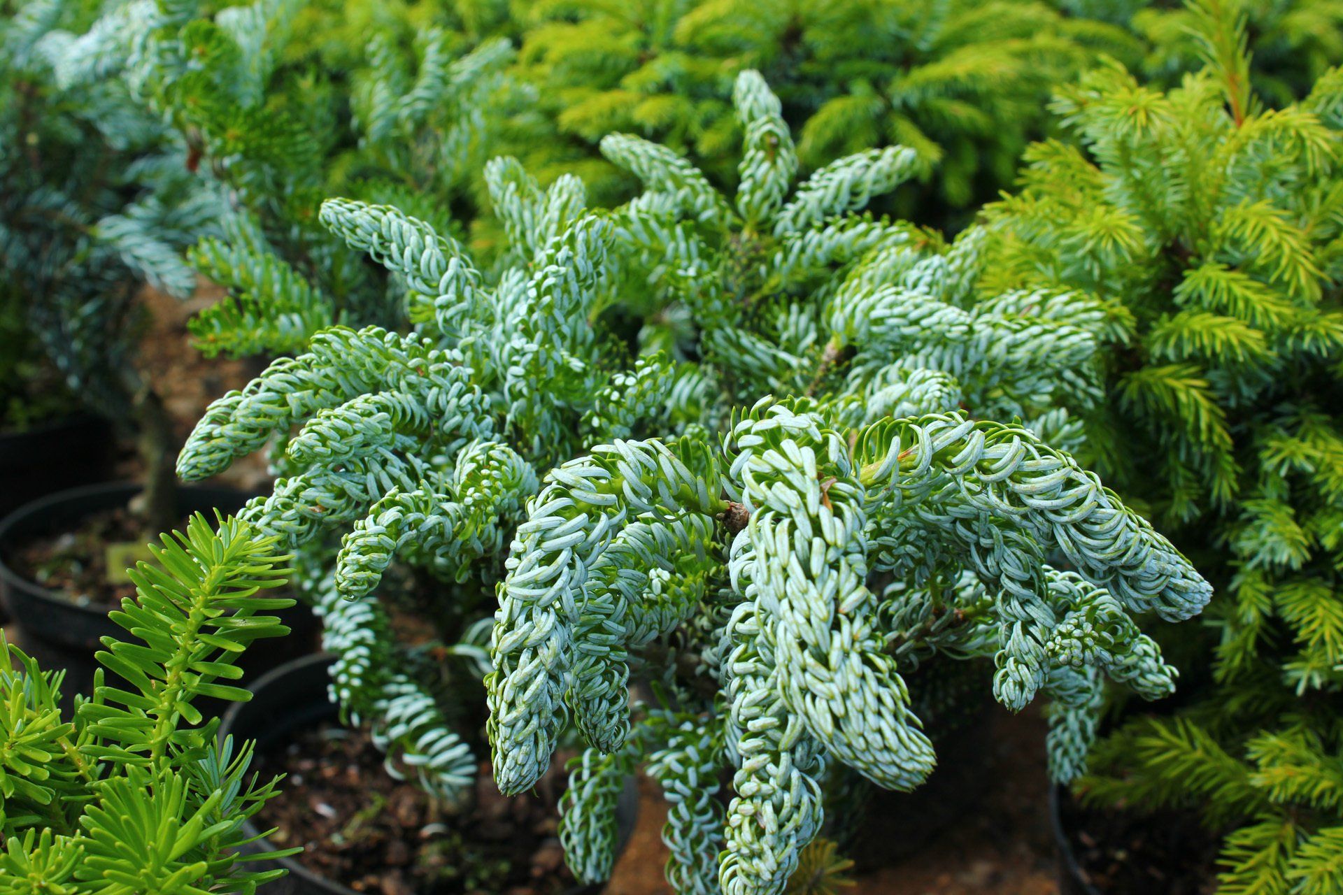 Abies koreana Silberlocke korejas altegle