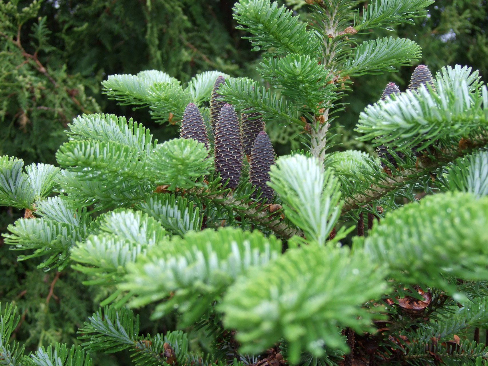 Abieskoreana Korejas Baltā egle