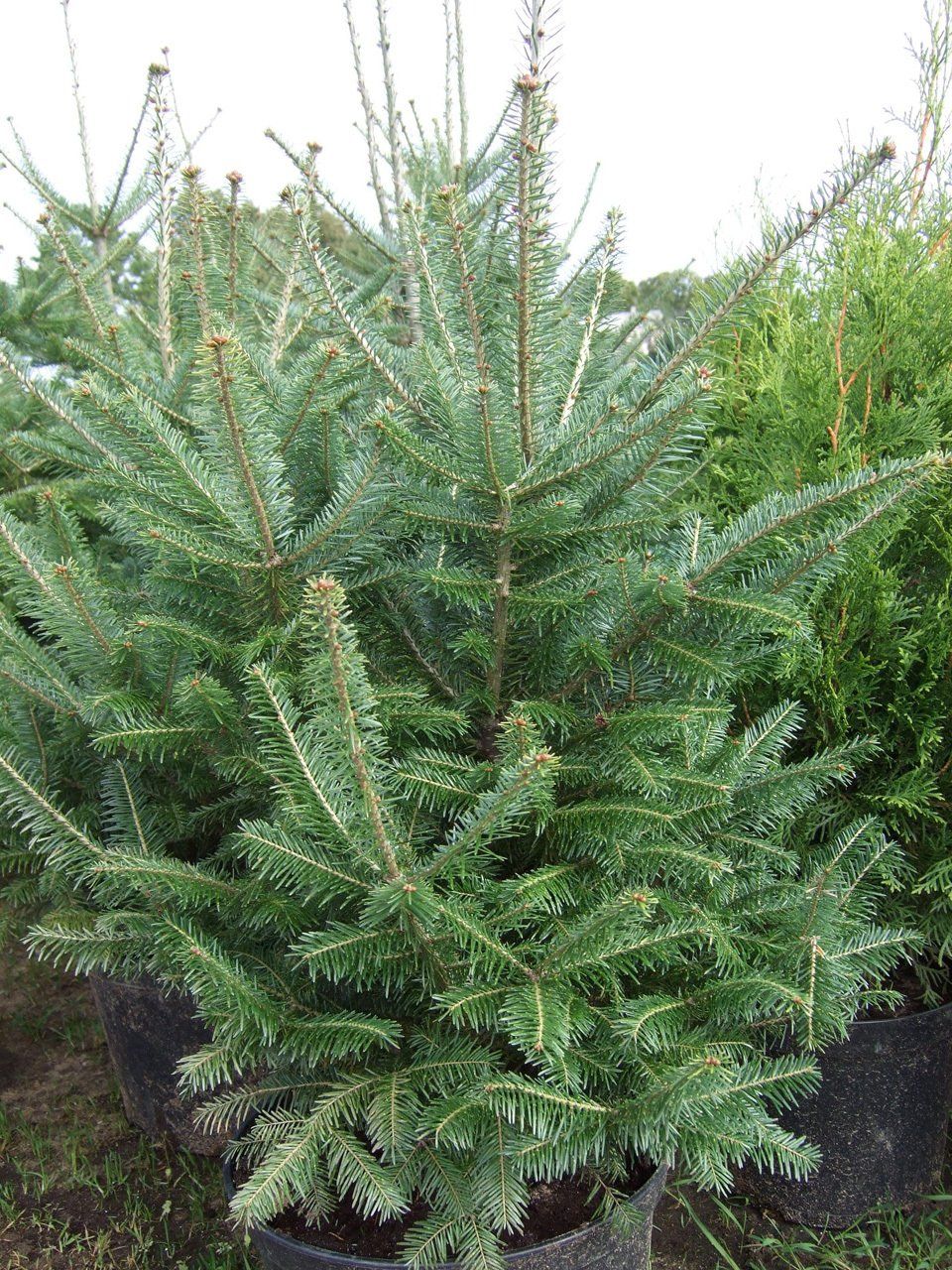 Abiesxphanerolepis Garzvīņu baltegle