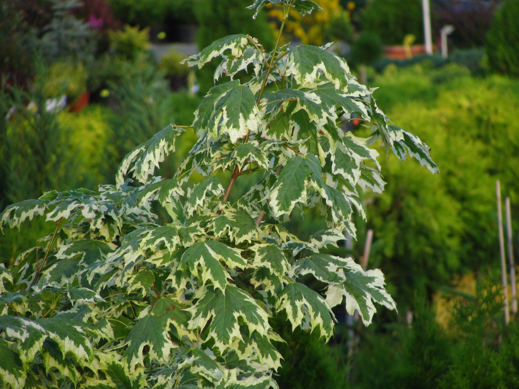 Acer platanoides Drummnondii Kļavas škirne