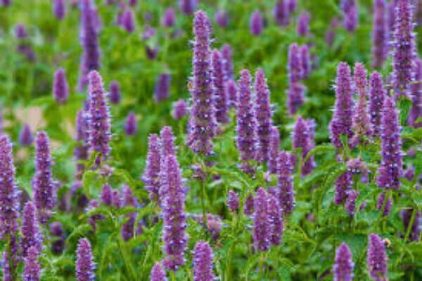 Agastache, Smaržīgā agastahe