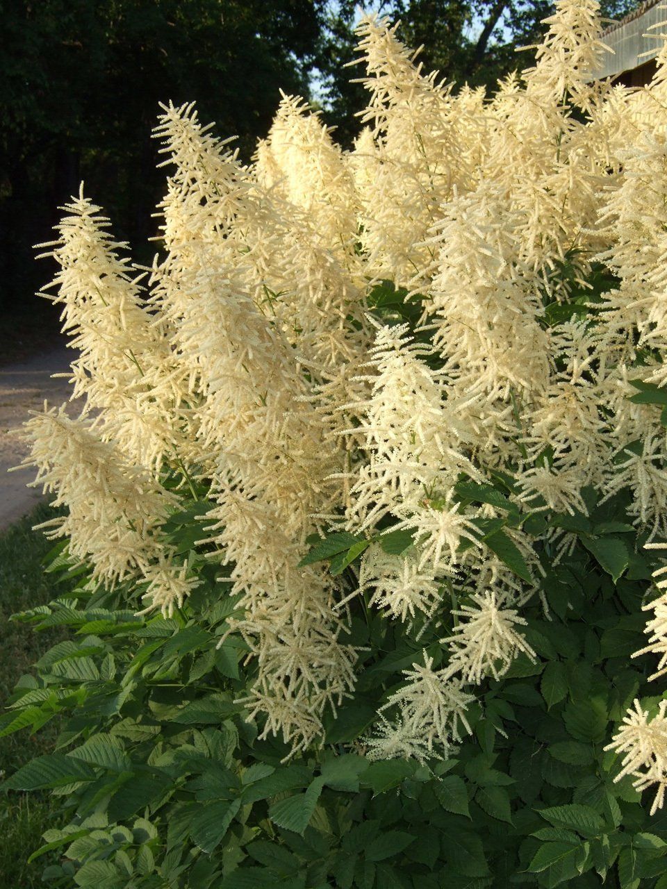 Aruncus dioicus Divmāju kazbārdis